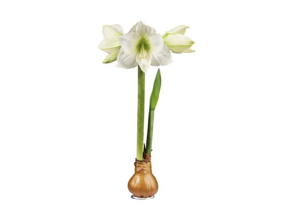 Amaryllis med voks
