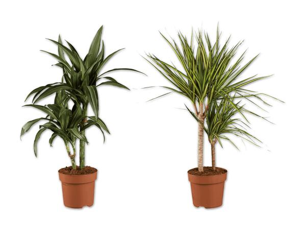 Dracaena