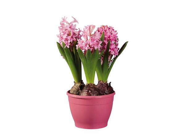 Potted Hyacinth Bulbs