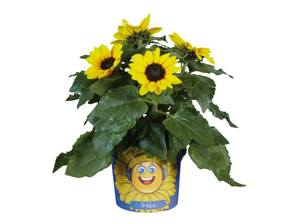 Grow Your Own Sunflower - Lidl - Great Britain - Specials archive