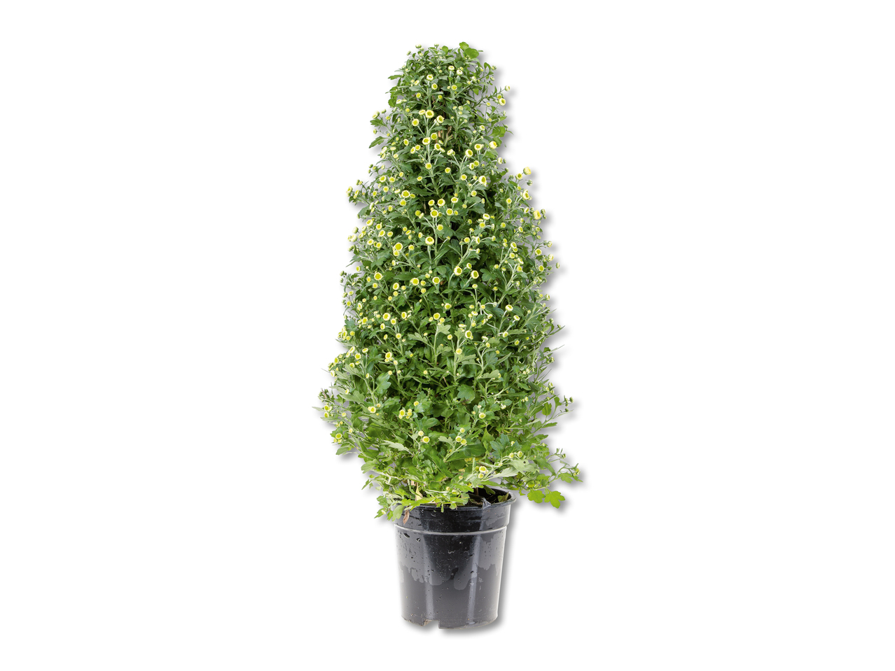 Chrysanthèmes en pyramide