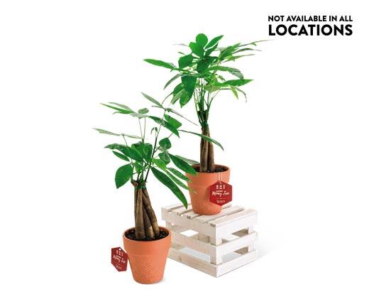 5" Money Tree