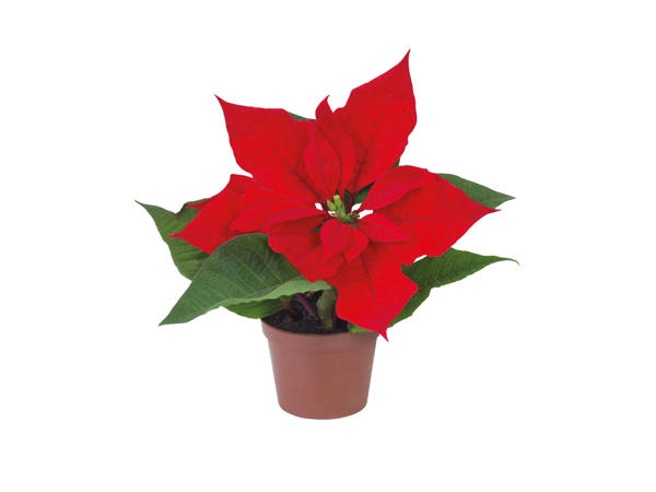 Mini Poinsettia