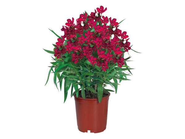 Oleander1