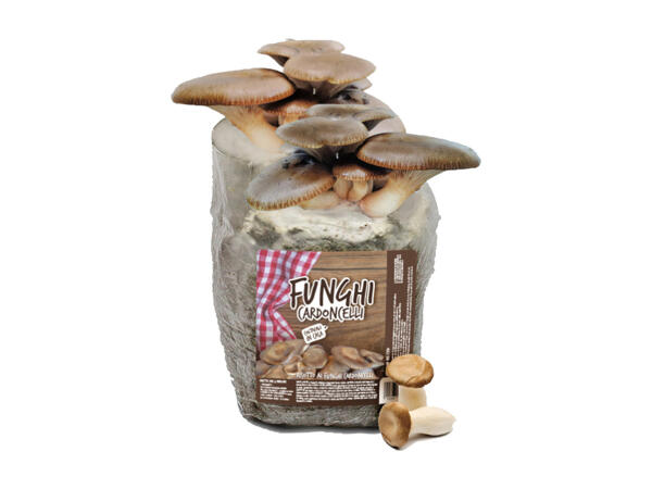 Cardoncelli Mushroom Growing Kit