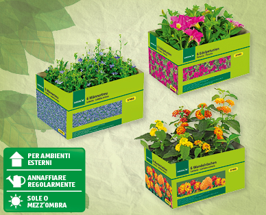 Piante da balcone/vaso GARDENLINE(R)