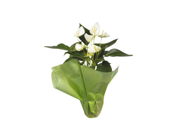 Easter Gift Wrap