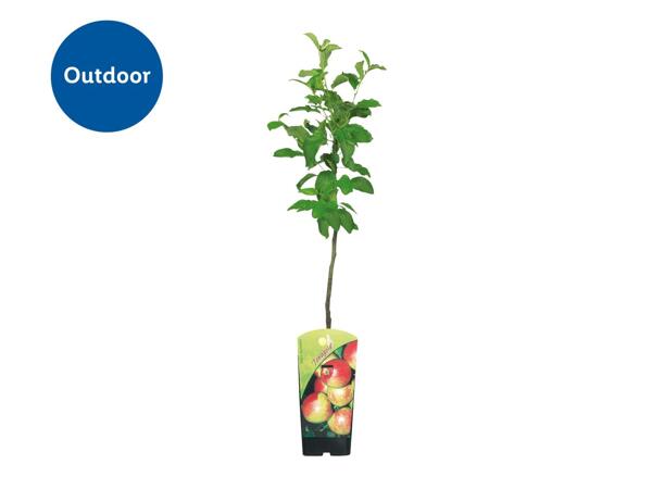Dwarf Fruit Trees