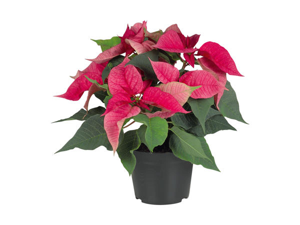 Poinsettia