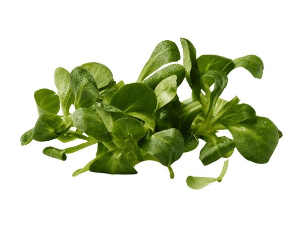 Nüsslisalat