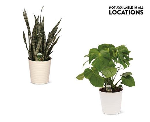 10" Foliage Assorted Varieties