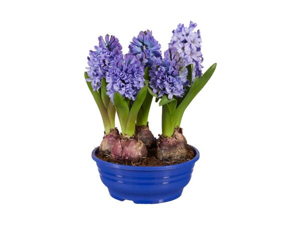Blomstrende løgplanter i skål