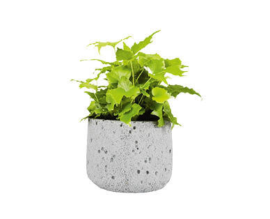 Fern in Ceramic Pot