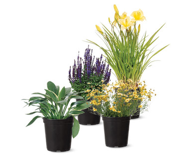 Gardenline One-Gallon Perennial