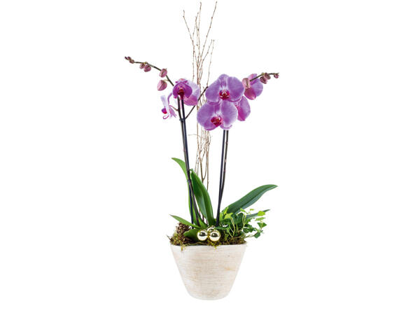 Orchidée dans un pot en céramique ovale