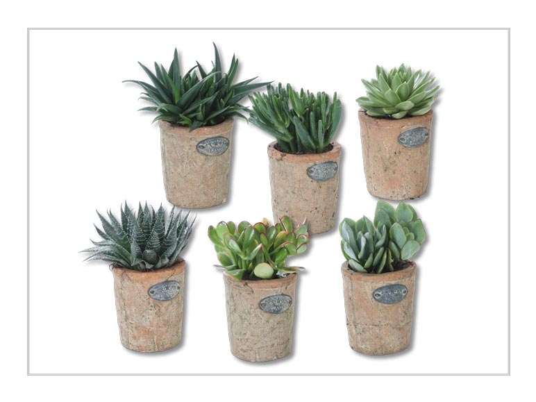 Plantes succulentes dans un pot en terre cuite (dès 23.6.)