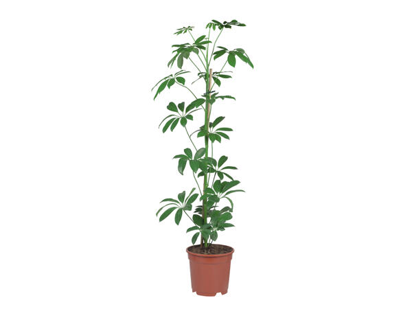 Green Houseplants
