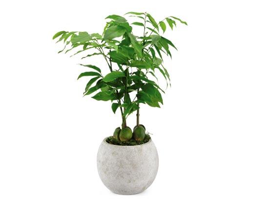 5" Exotic Plant Assorted Varieties