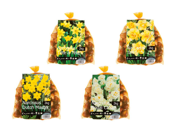 Bulbes de fleurs "Narcisses"