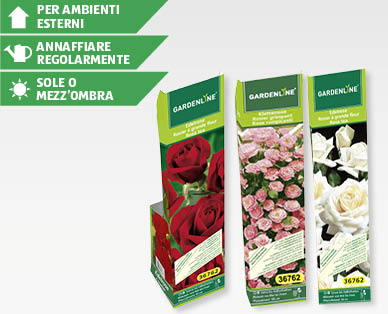 Rose GARDENLINE(R)
