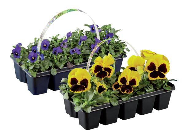 Spring plants