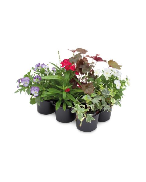 Autumn Basket Plants