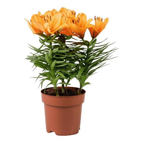 GARDENLINE(R) Lys asiatique