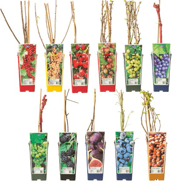 Fruitplant