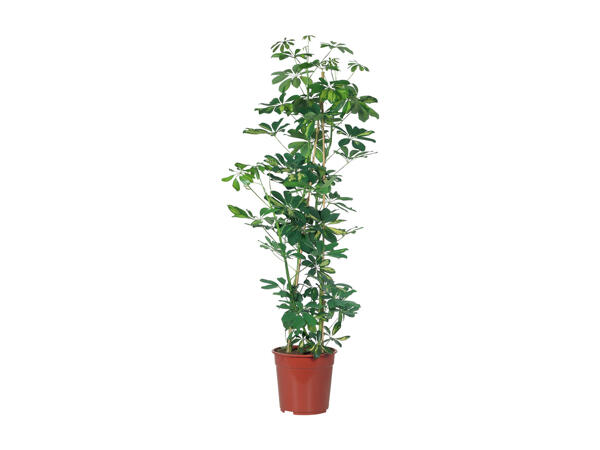 Green plants