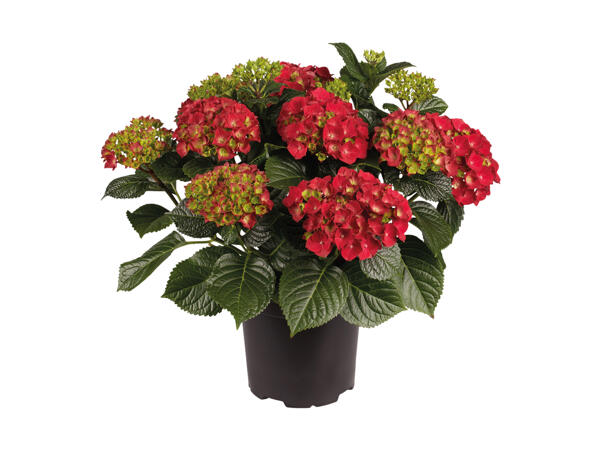 Dansk hortensia