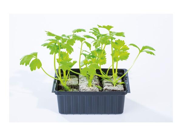British Young Vegetable Plants