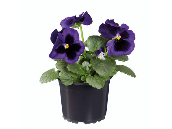 Violettes