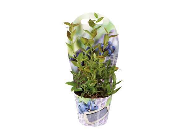 Blueberry Plant