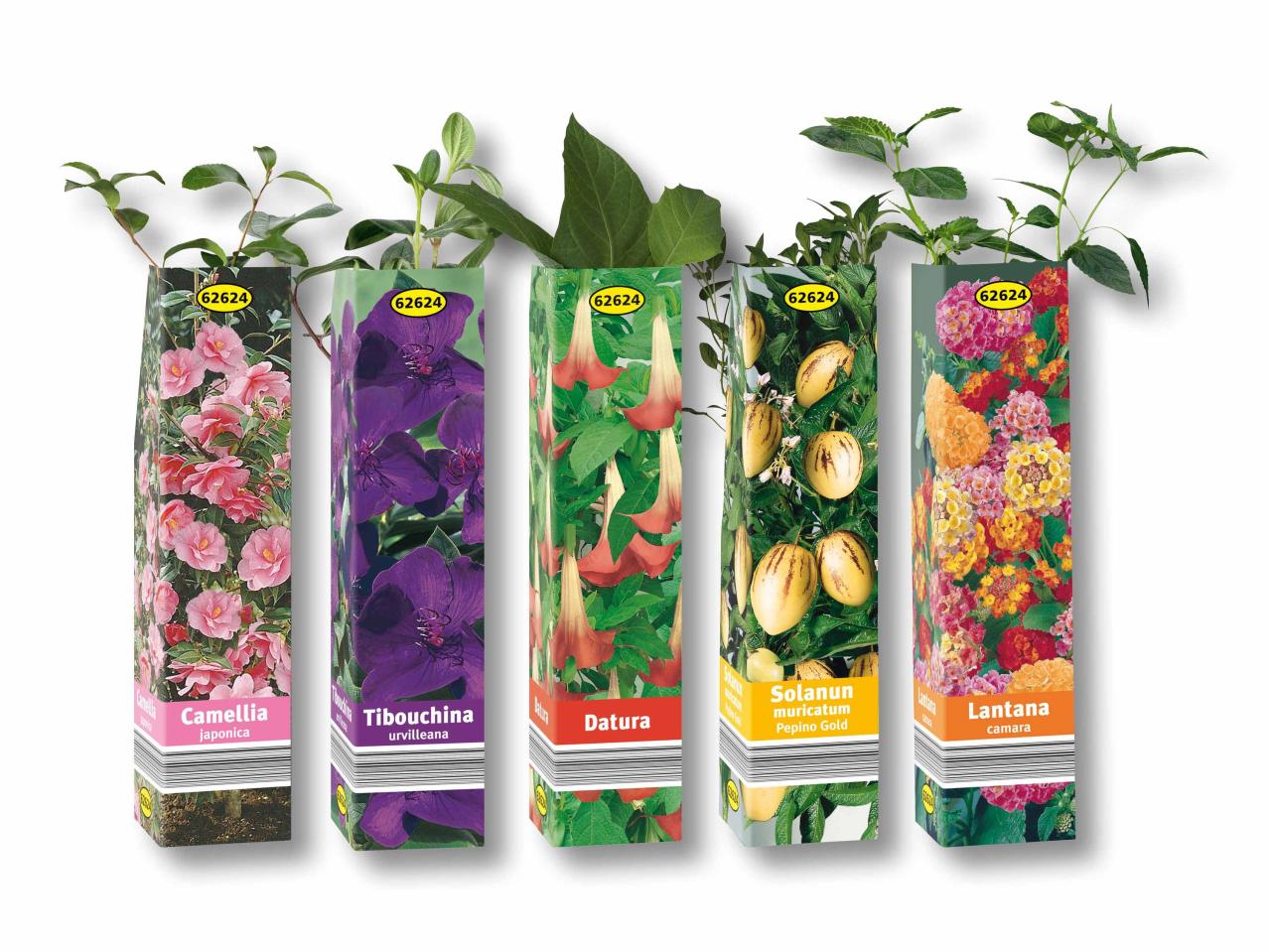 Plantes estivales