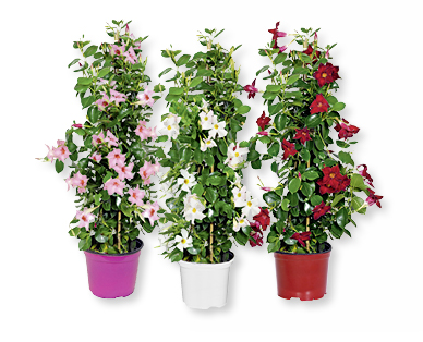 Dipladenia