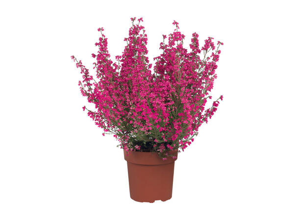 Erica Gracilis