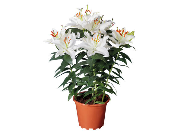 Oriental Lilies