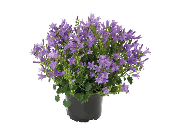 Klokkeblomst