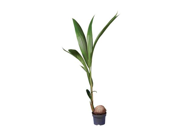 Coconut palm