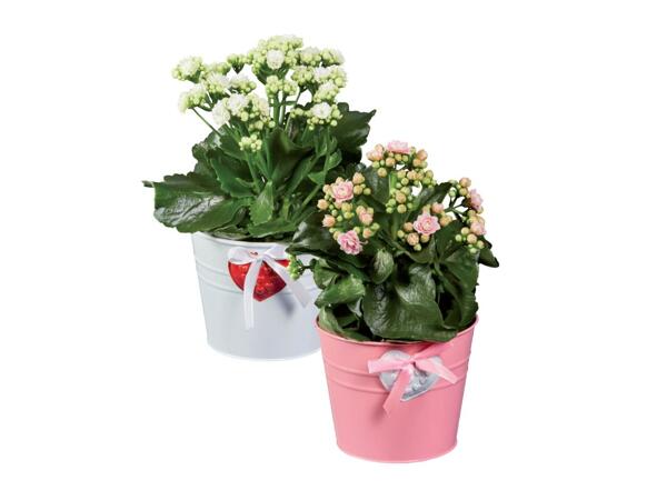 Kalanchoe