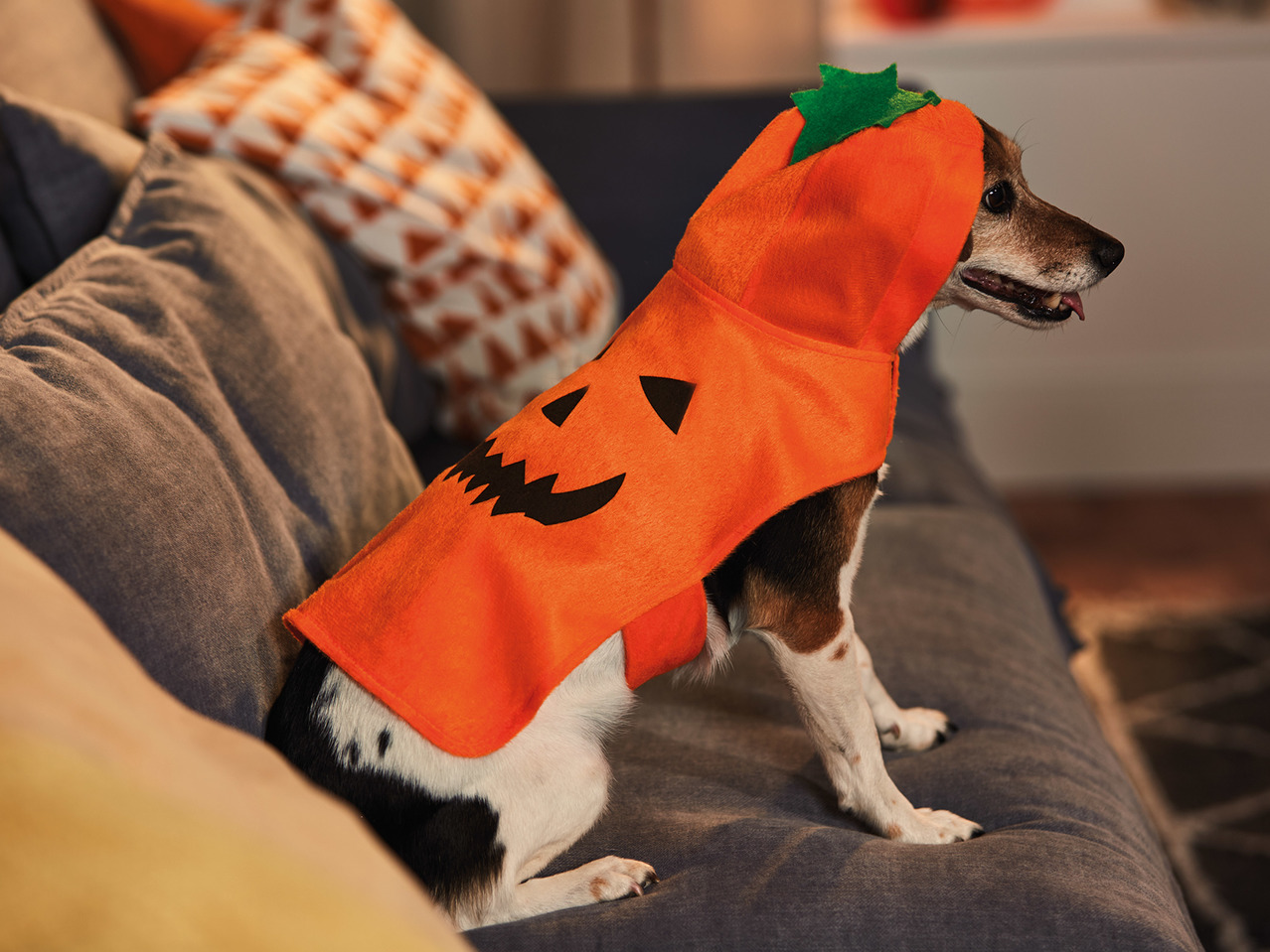 Dogs' Halloween Costume1