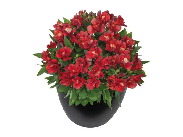 Alstromeria