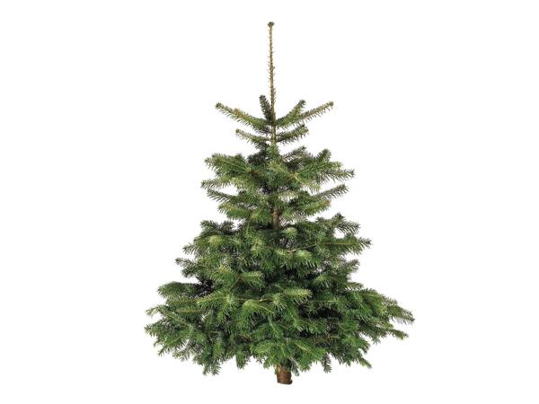 6 Foot Irish Grown Christmas Tree
