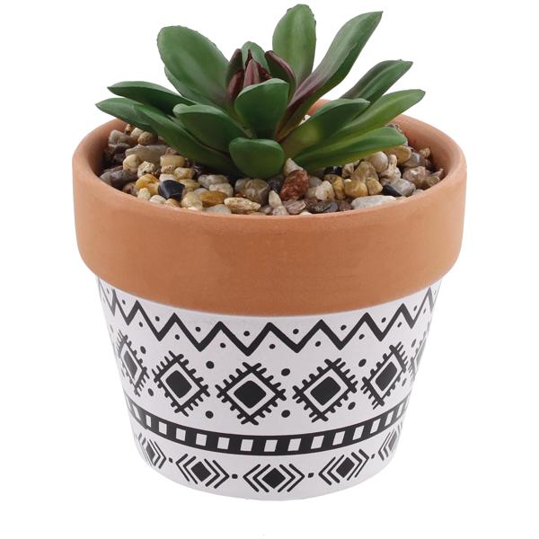 Plante grasse en pot