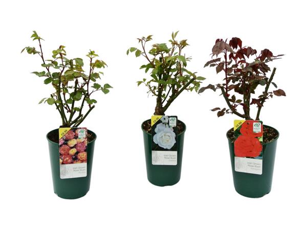 Bush Roses