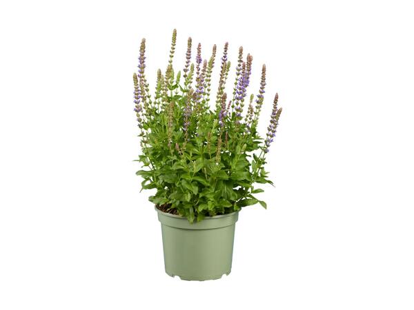 Stor staudeplante