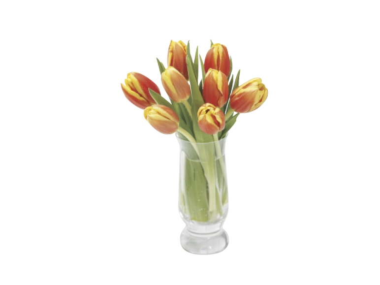 Fresh Cut Tulips