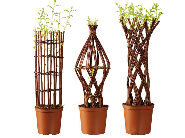 Salix Weide