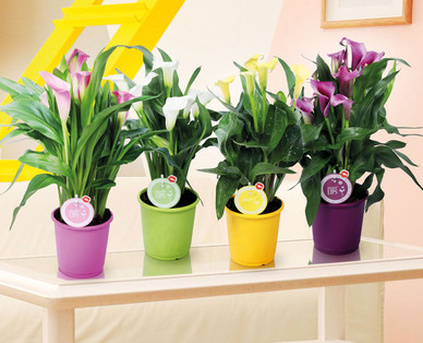Calla