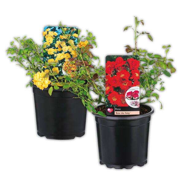 Bodendeckerrose